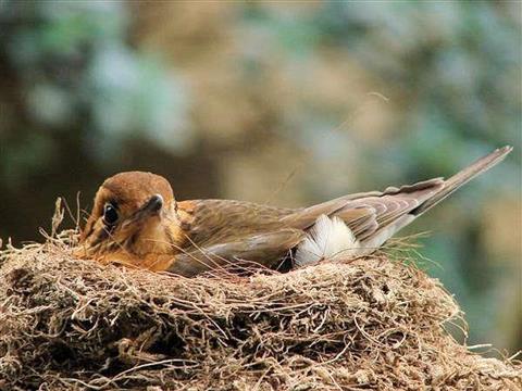 Thrush like bird, brooding eggs in a compact nest
