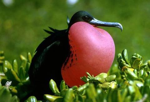 Black seabird perched on green shrubs, with long bill and a huge red ballon-like throat patch