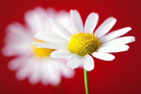 Two flowers of chamomile set on a red background